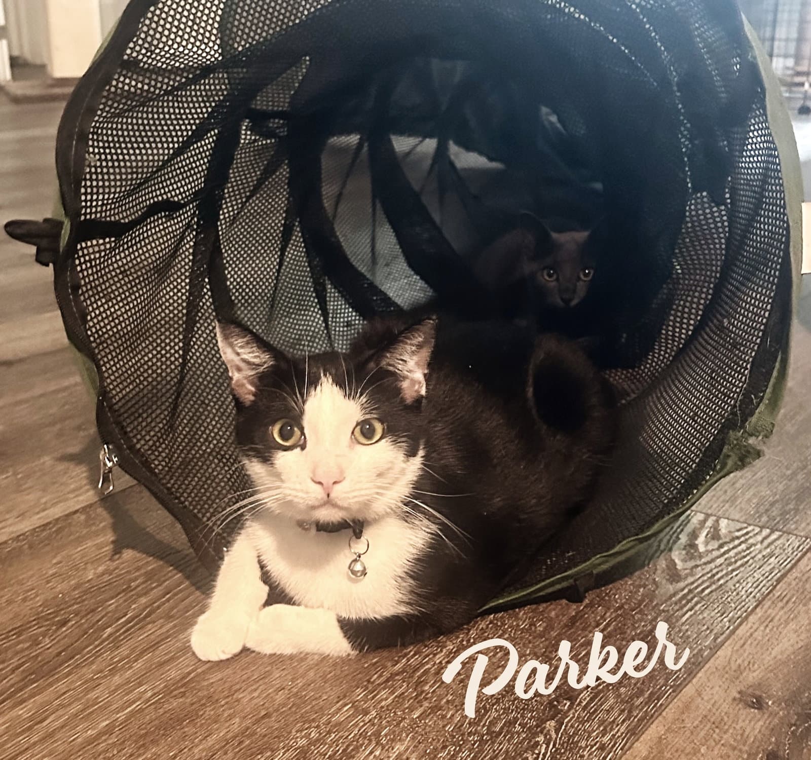 Parker #trailer-trash-no-more
