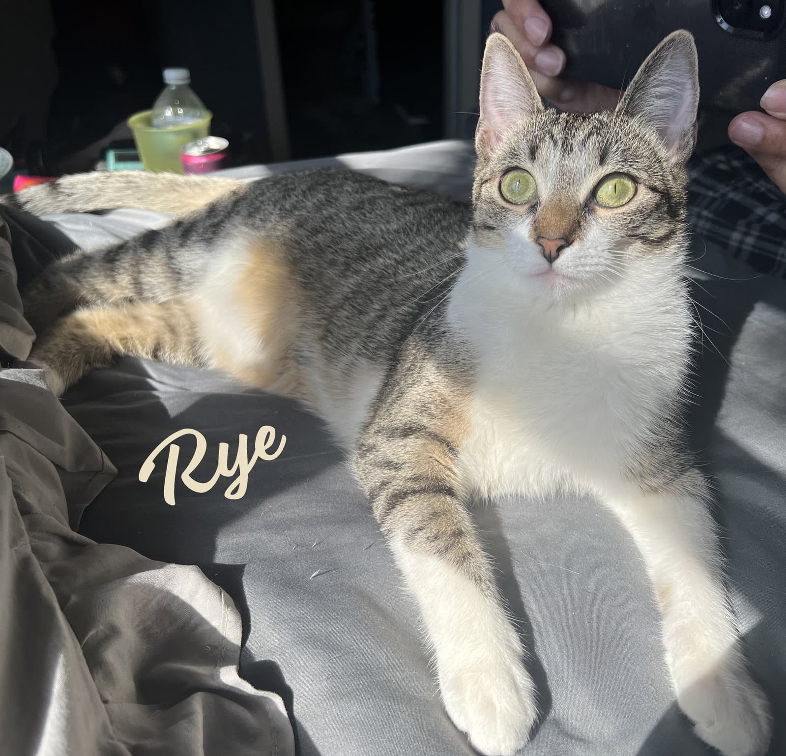 Rye #sister-of-Milly
