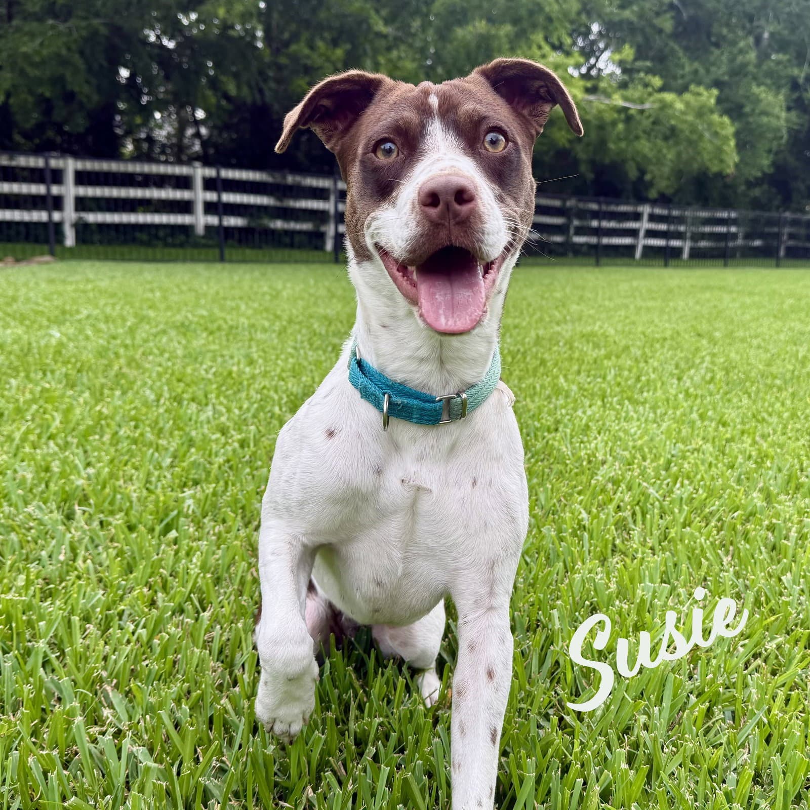 Susie #lovebug-extraordinaire