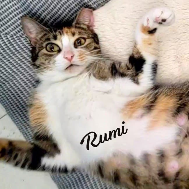 Rumi #furry-comforter