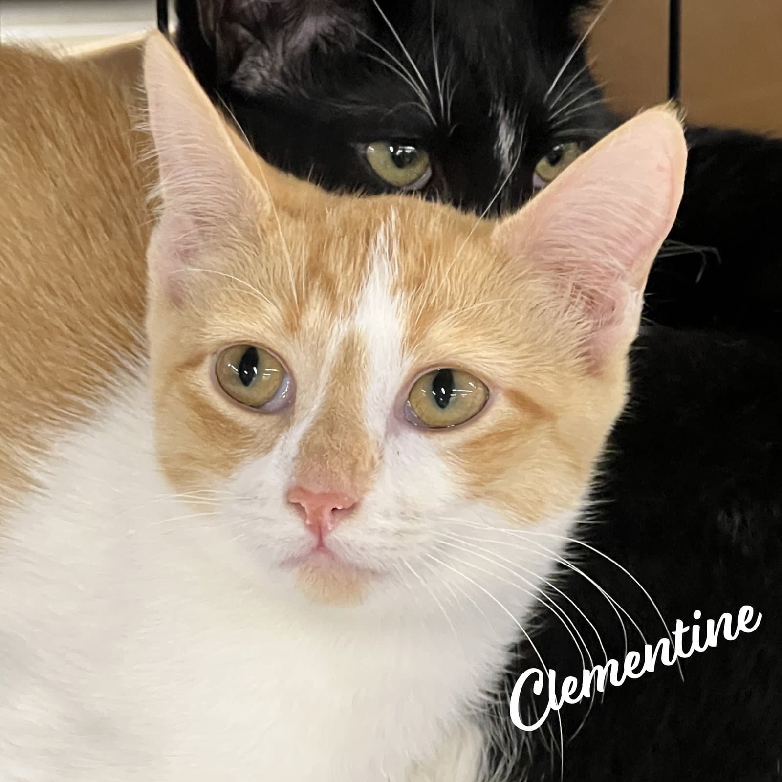 Clementine #sister-of-Herb