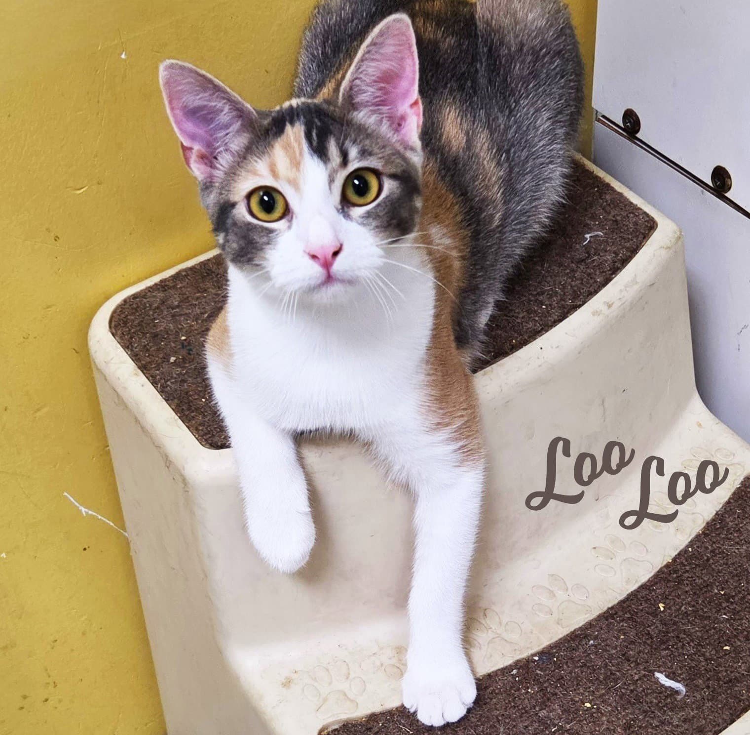 Loo Loo #microwave-box-litter
