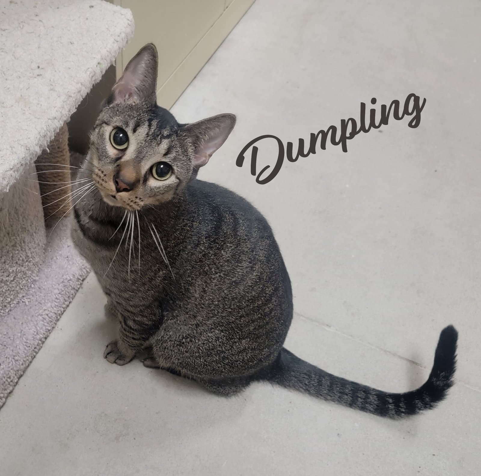 Dumpling #brother-of-Dim-Sum