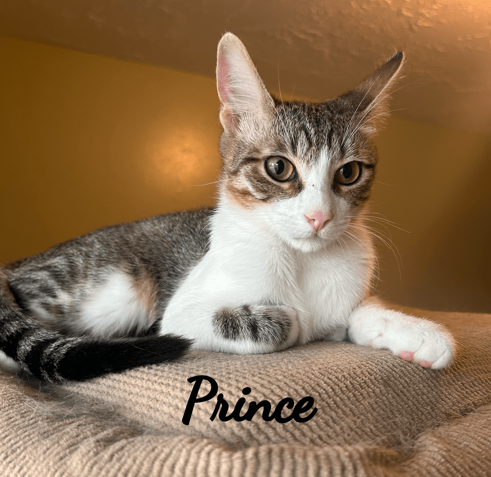 Prince #cool-calm-collected