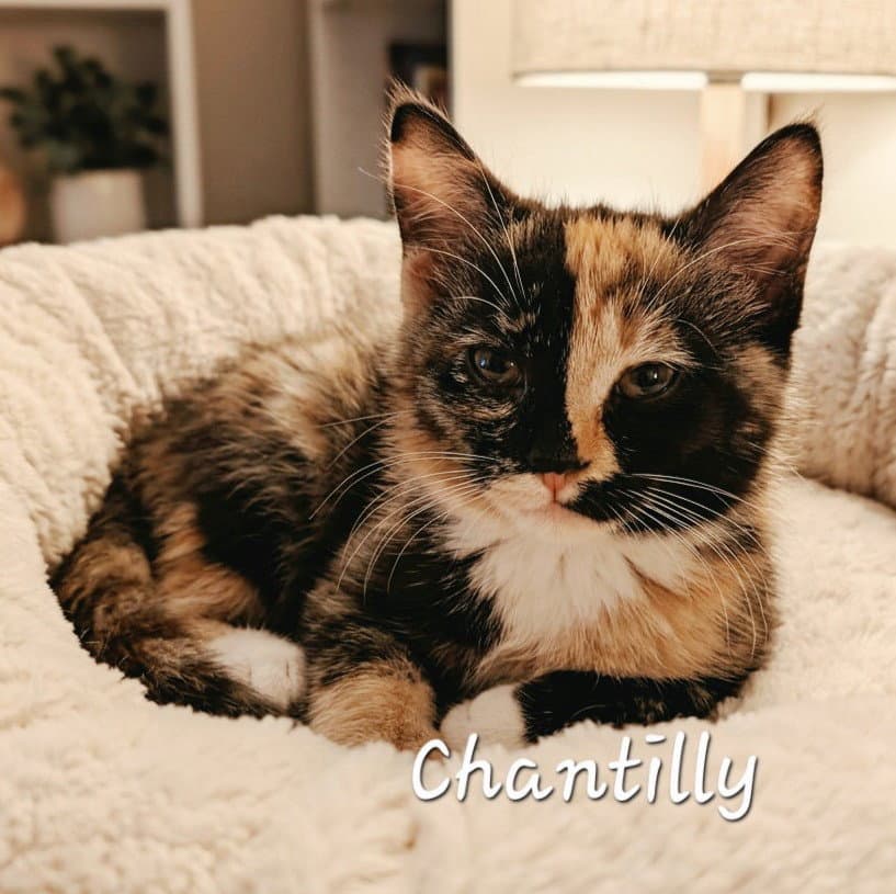 Chantilly #delicate-flower