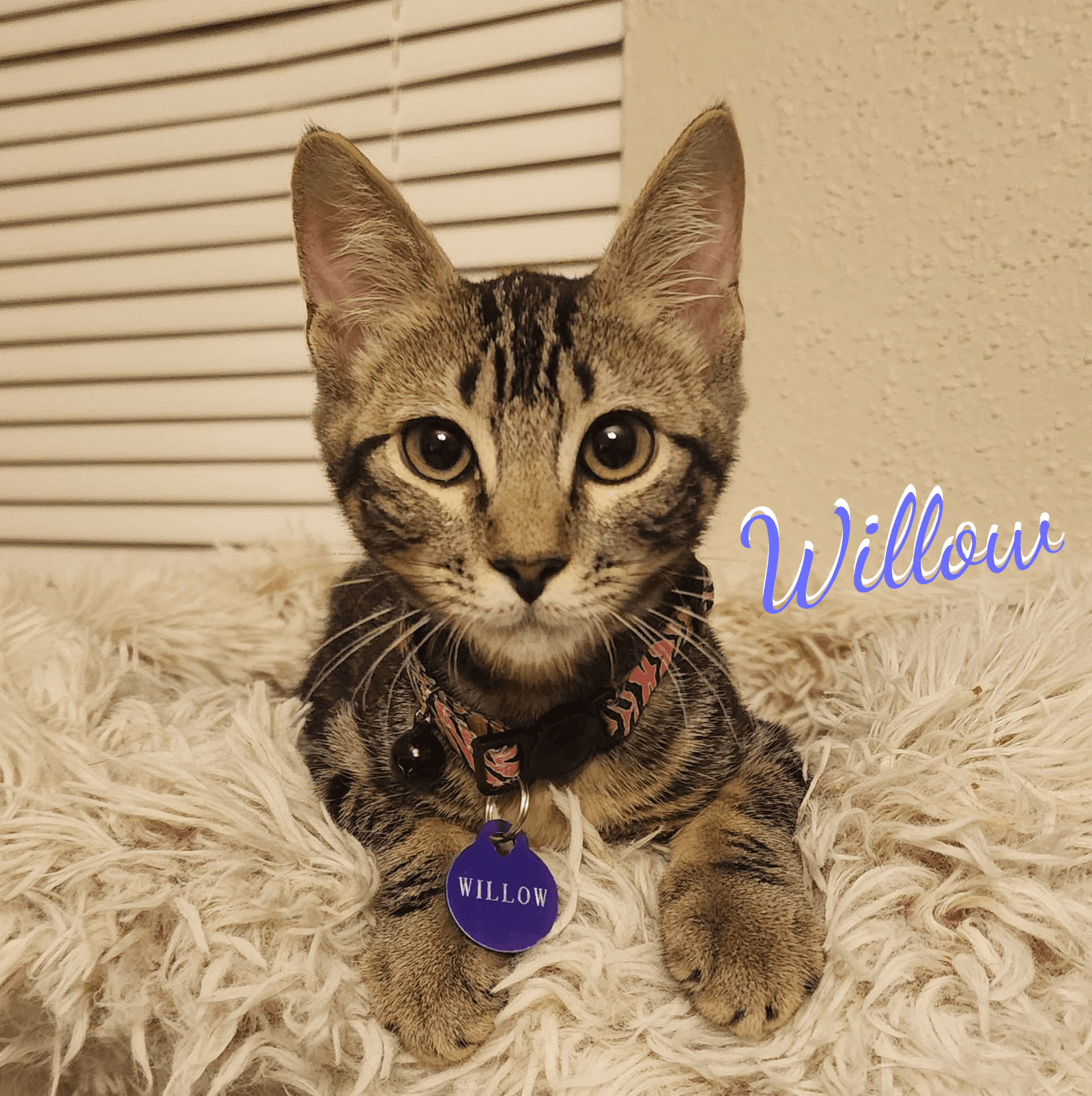 Willow #attic-bunch
