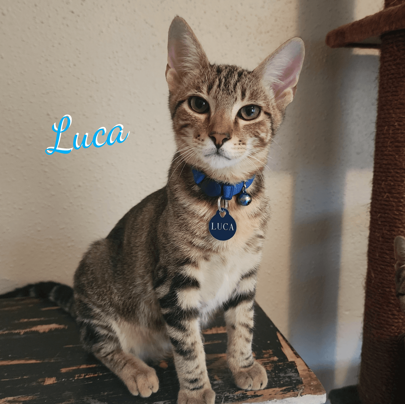 Luca #attic-bunch