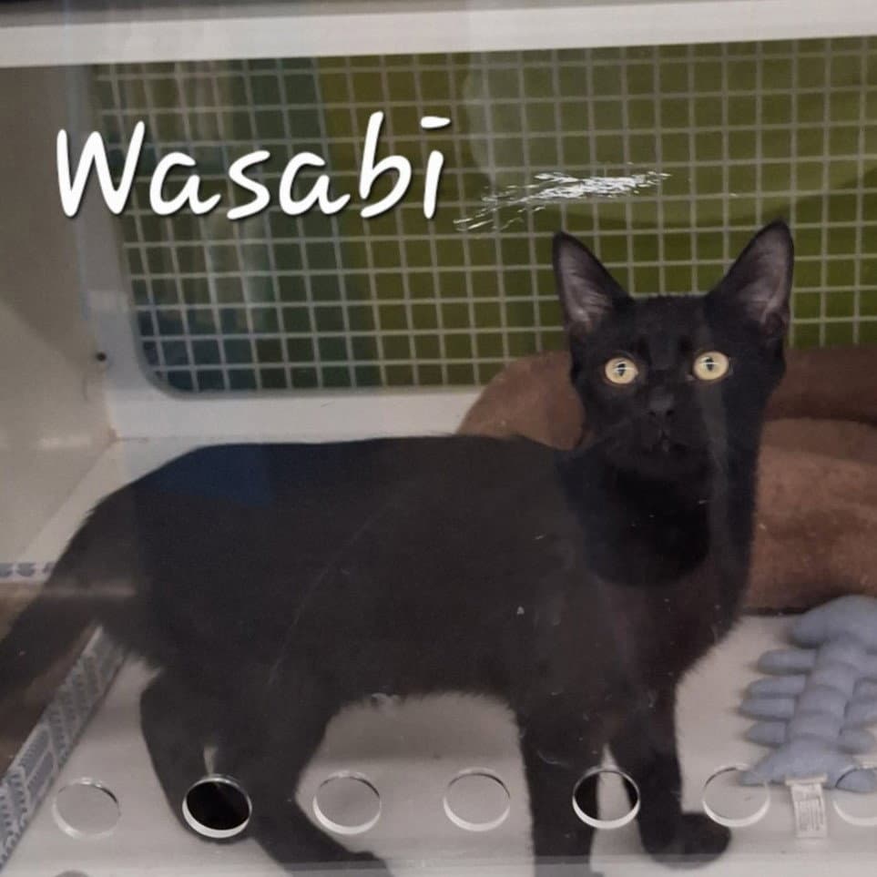 Wasabi #velcro-kitty