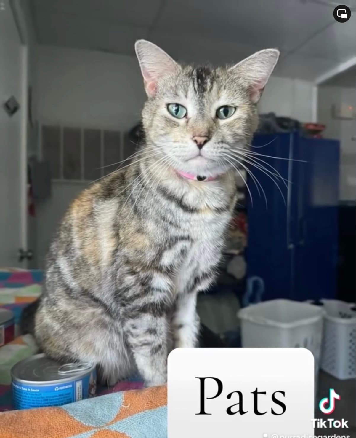 Pats