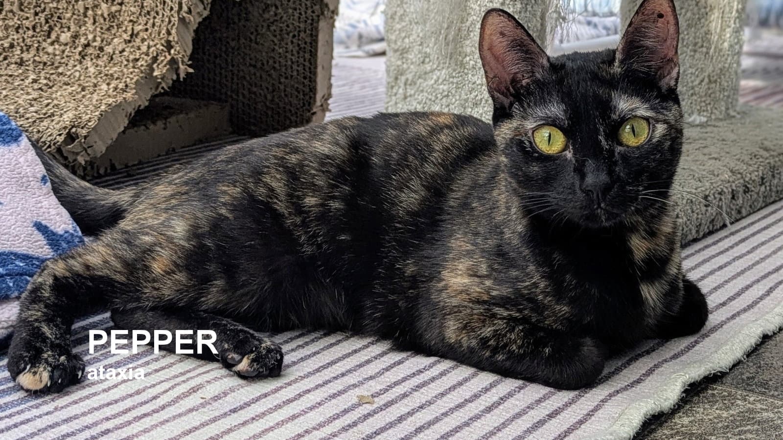 Pepper