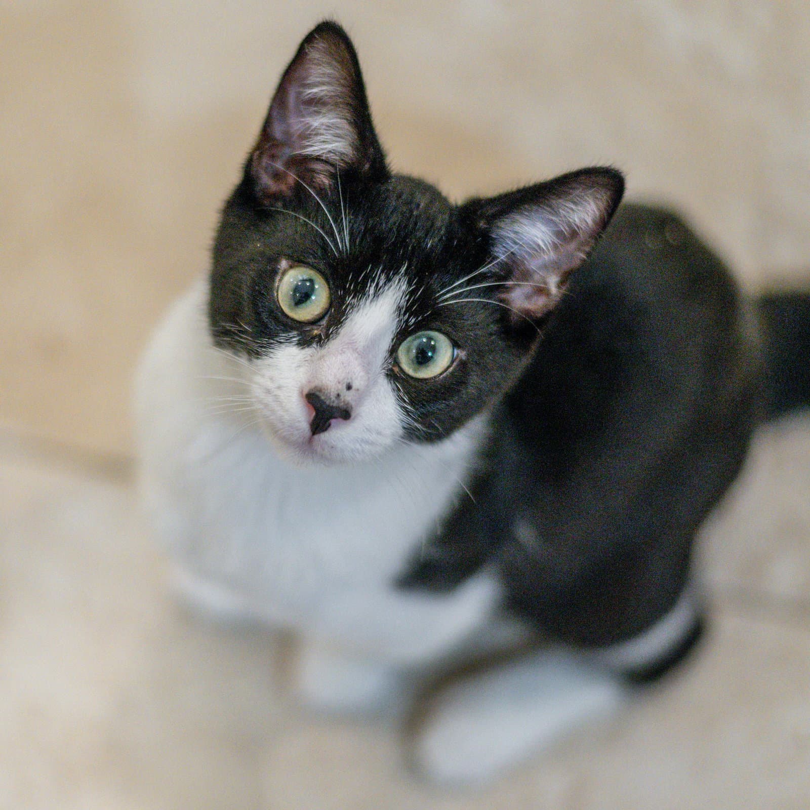 Pip