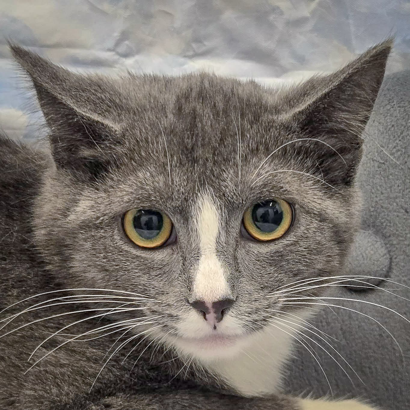 Pixel
