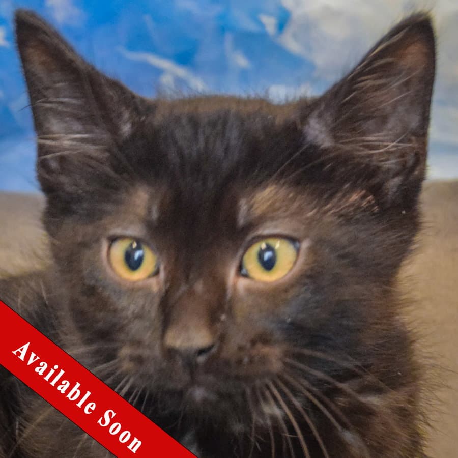 Brave