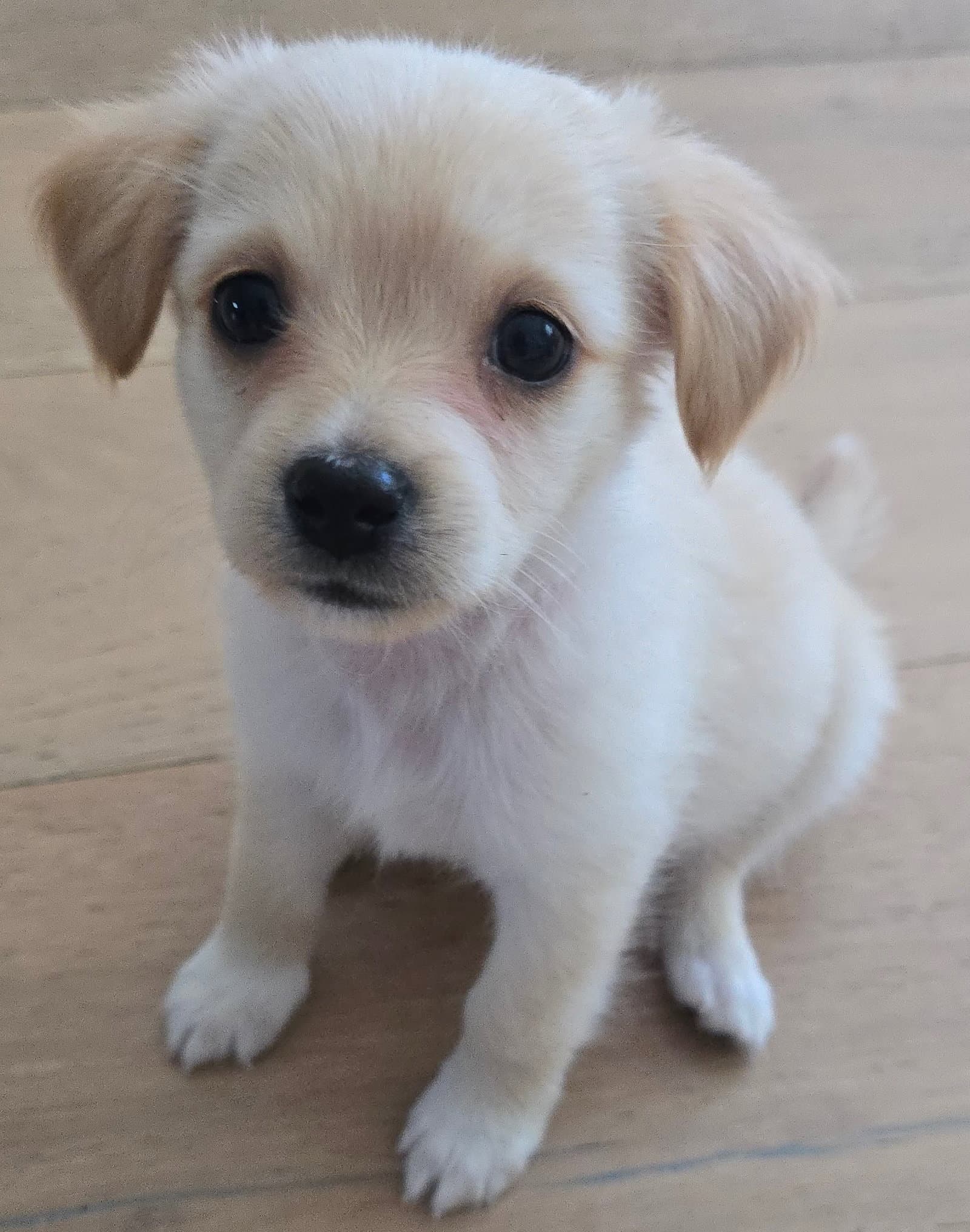Oscar