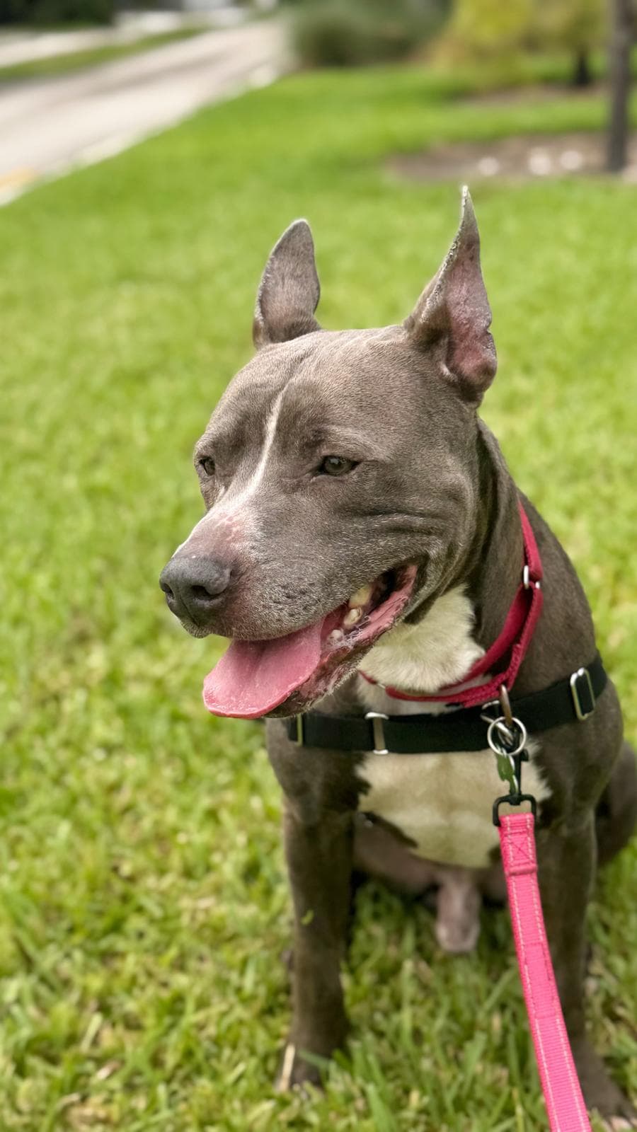 Onyx