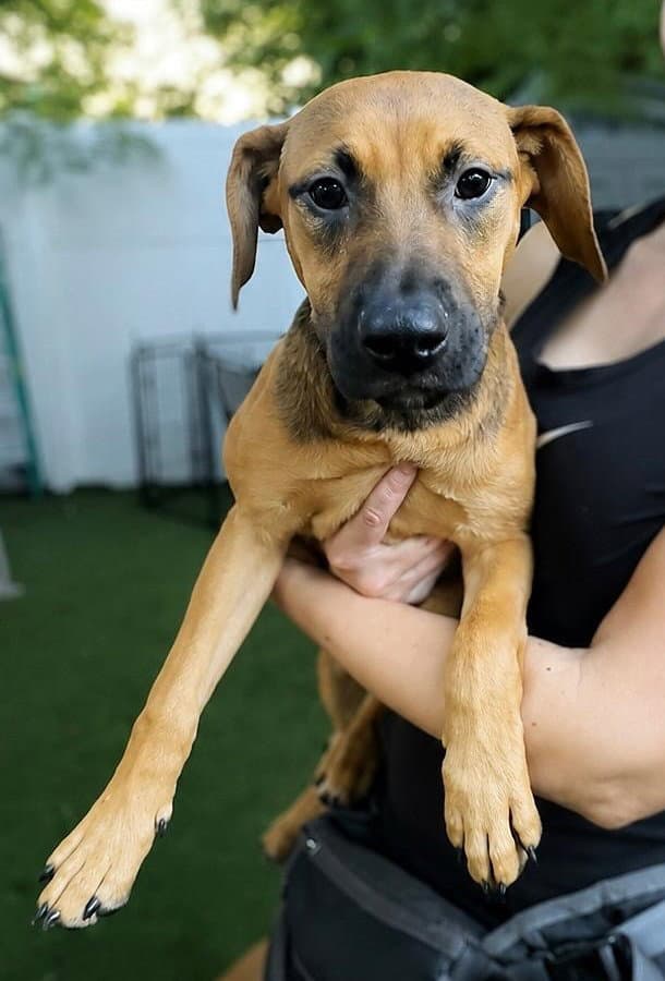 Isabella Pup - Carmen