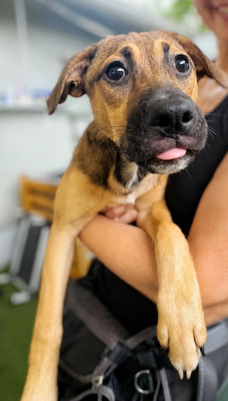 Isabella Pup - Cristina