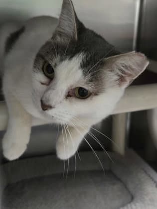 Sybil