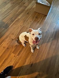 Spot