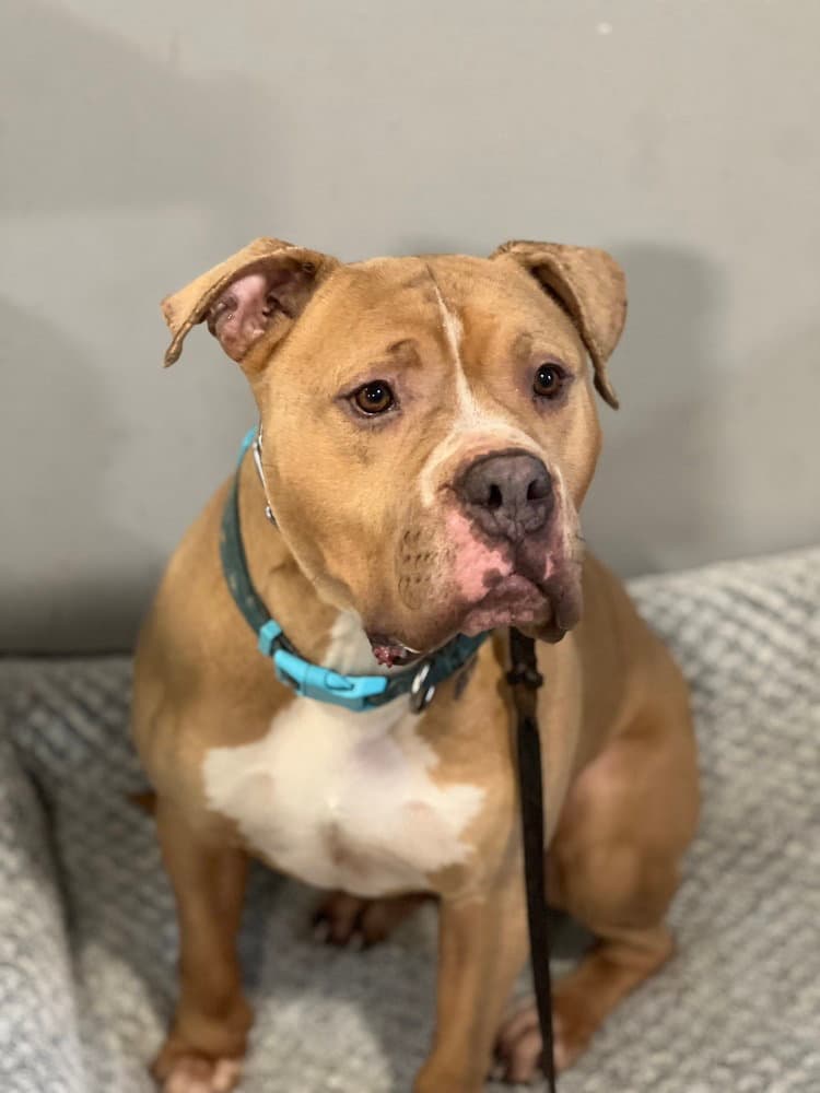 Franklin