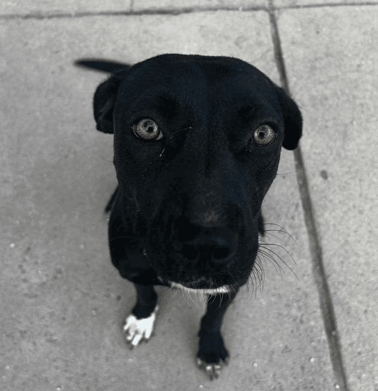 Ember
