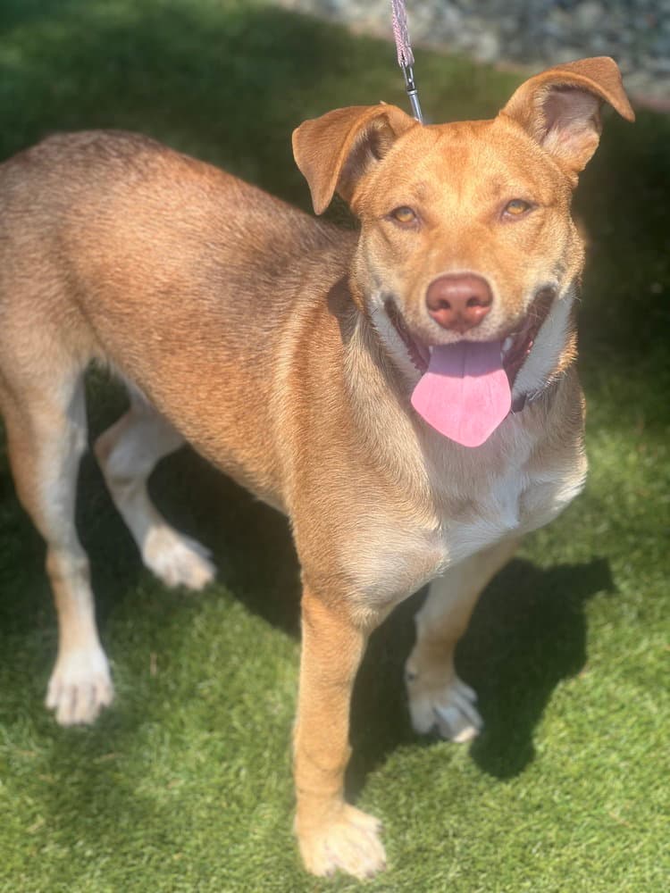 Hazel