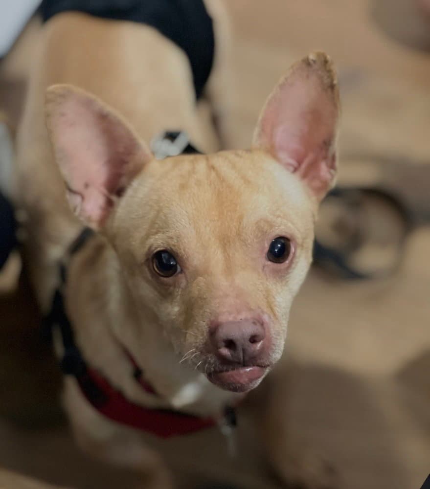 Chester aka Cheddar
