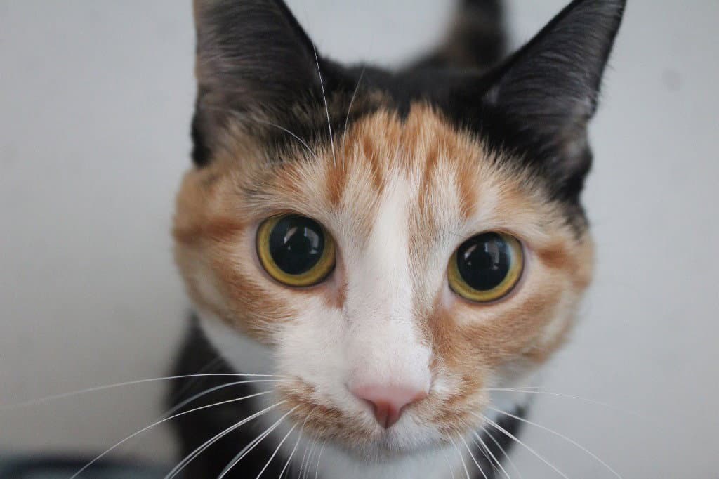 Merida