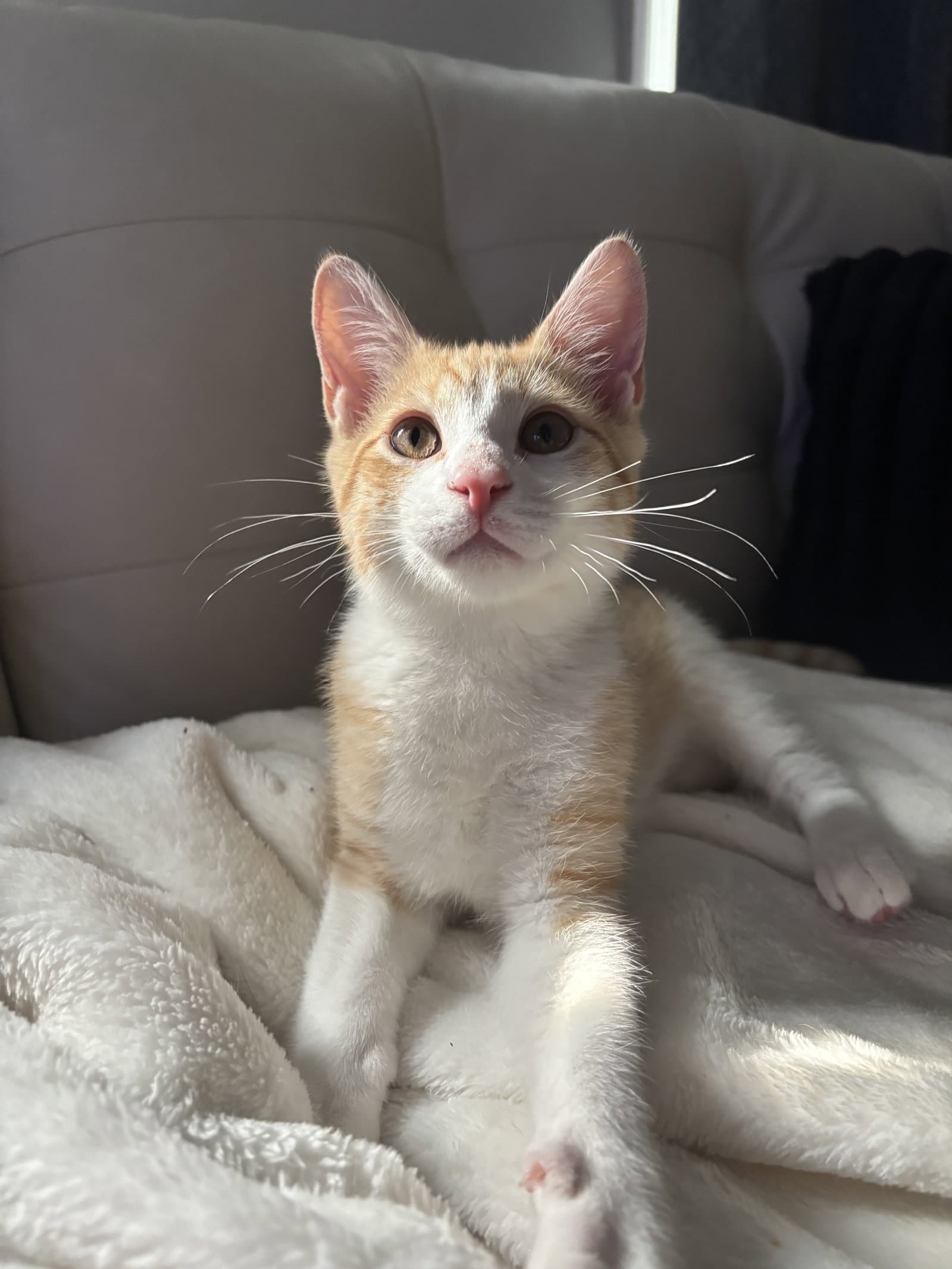 Dorito