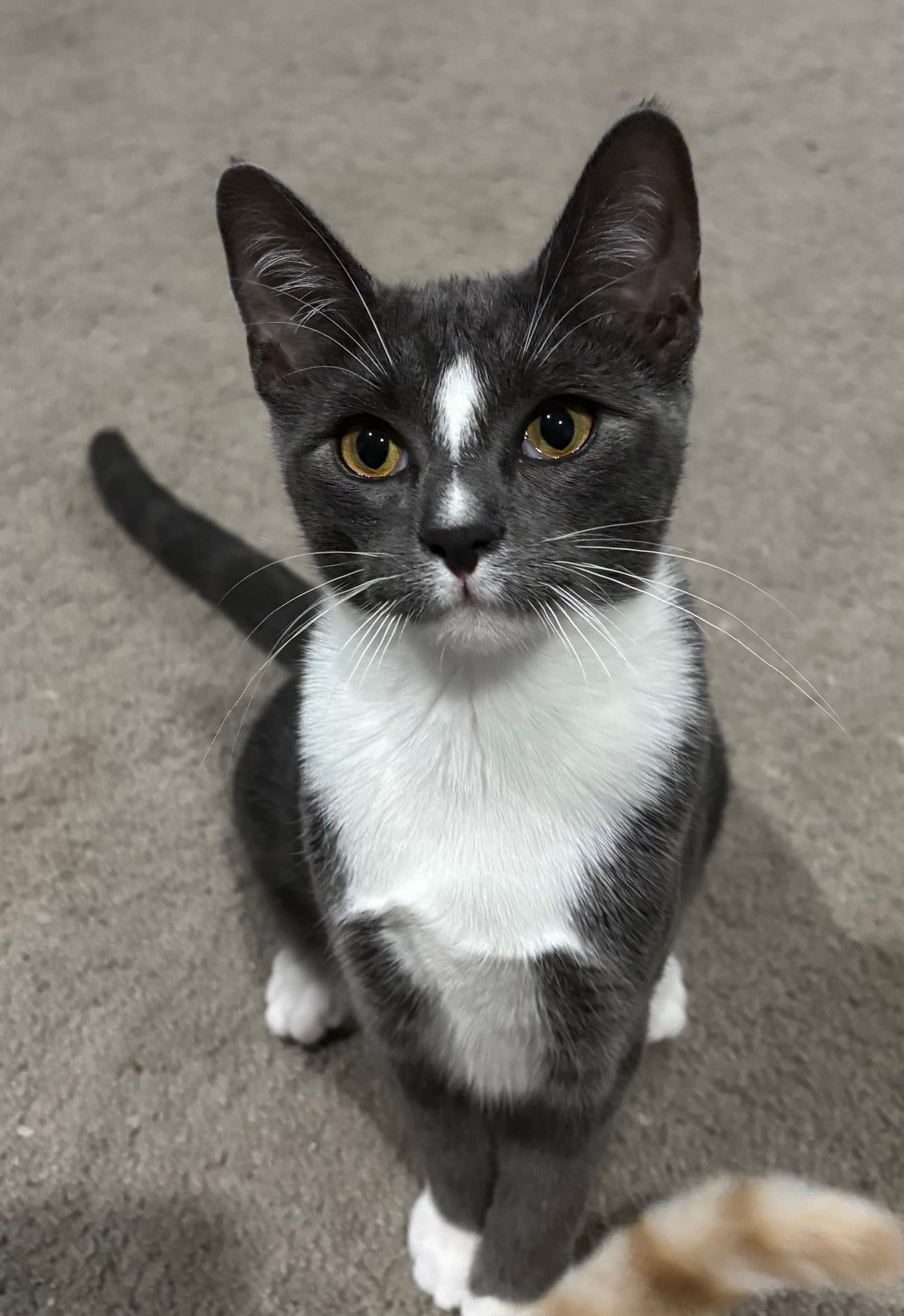 Harley