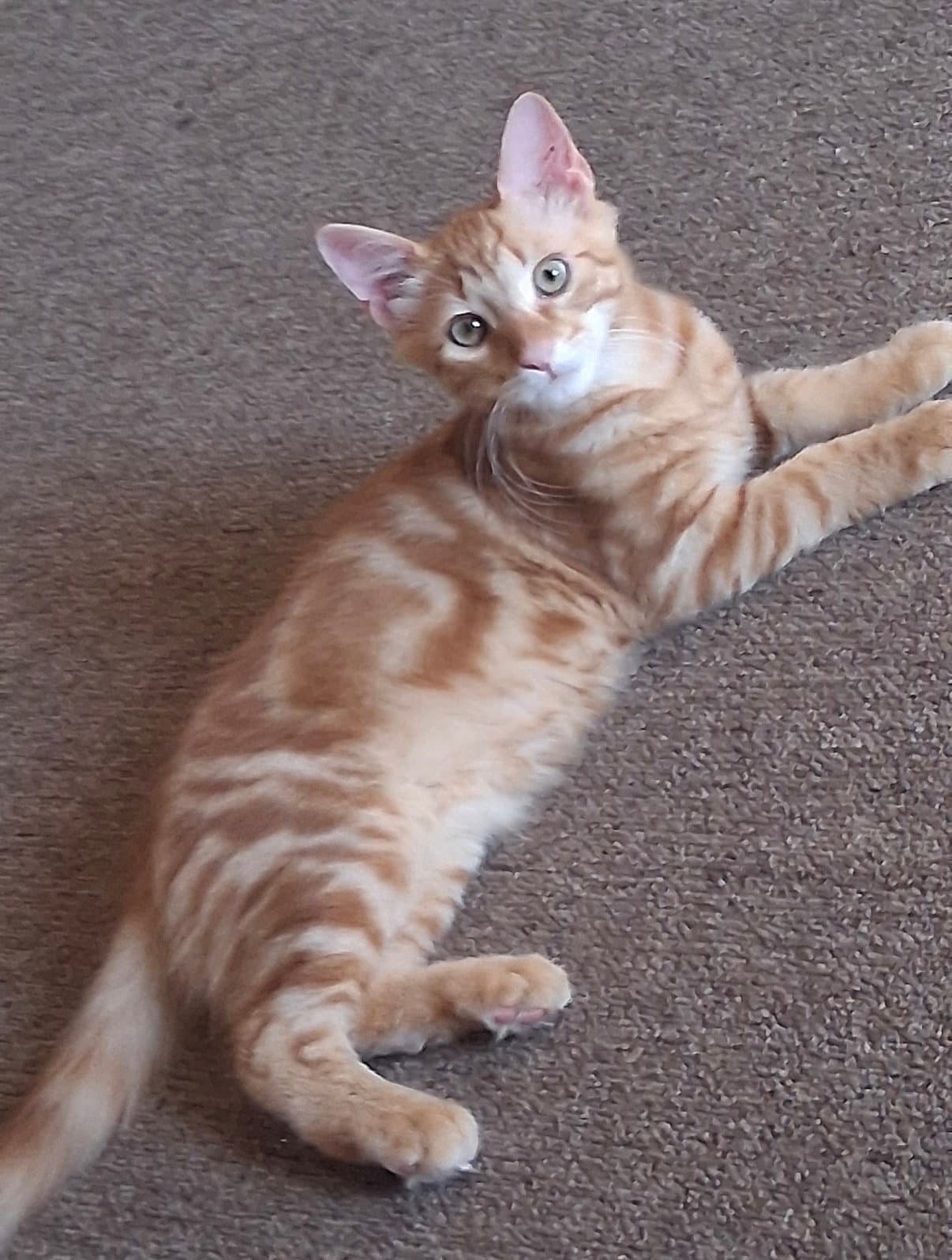 Malcolm