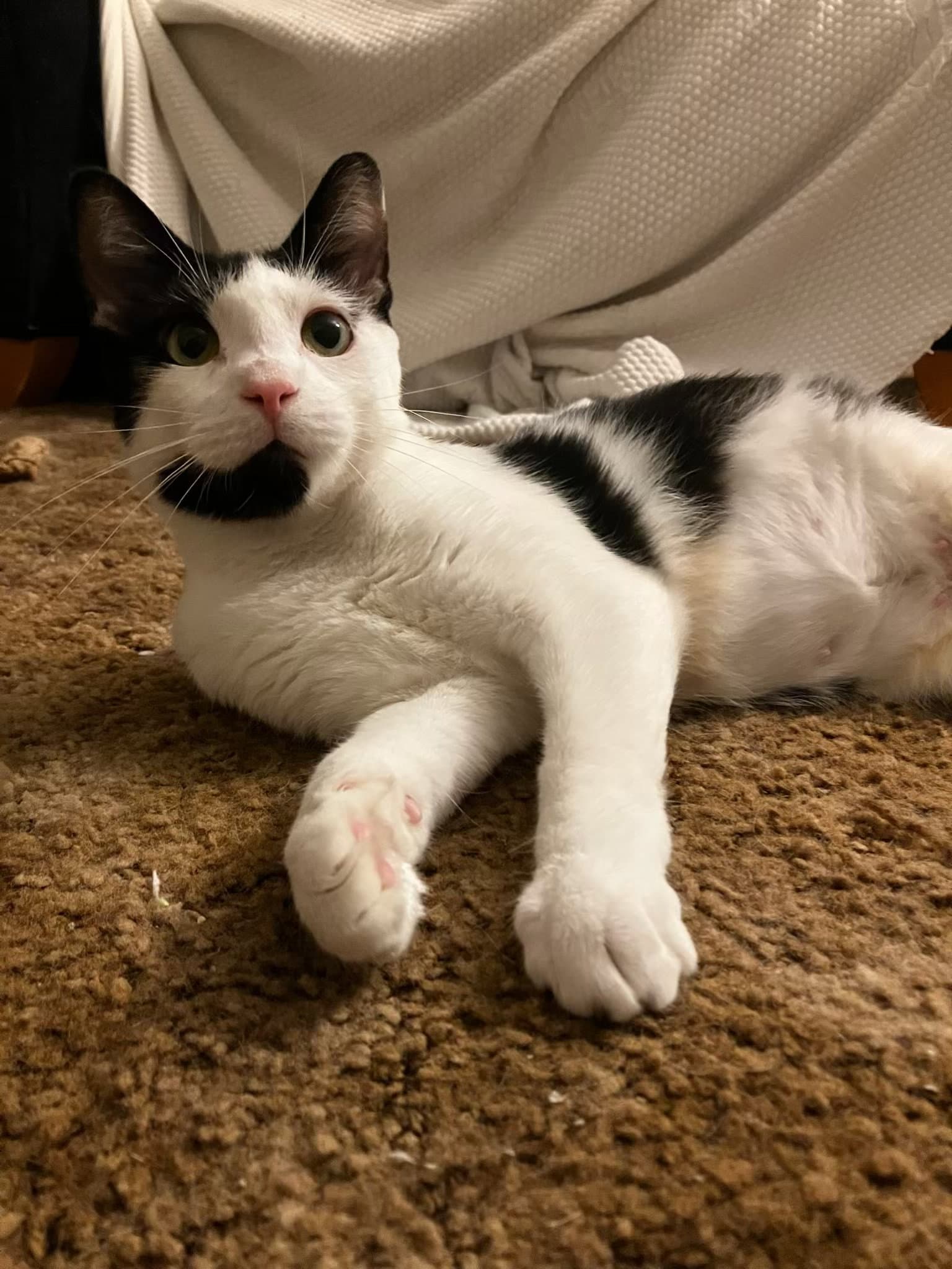 Lilly
