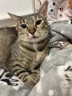 Mia