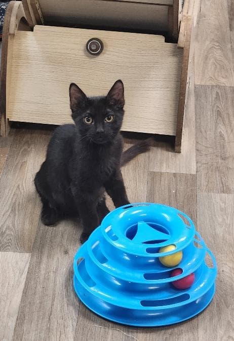 Kitten 27955 (Buzz)