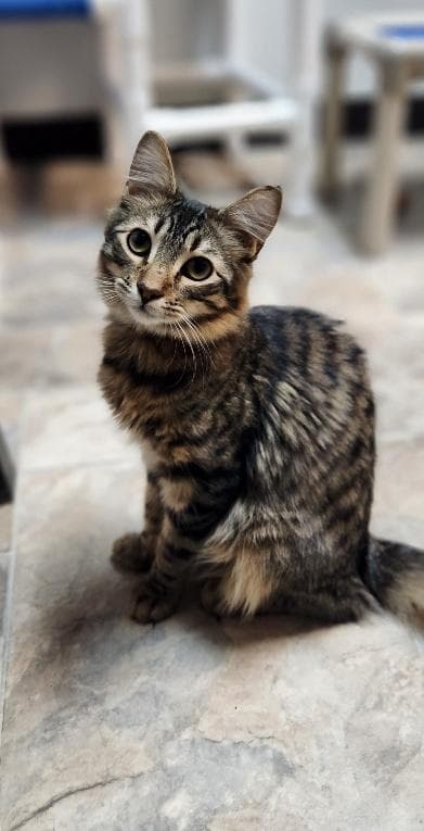 Cat 27800 (Tostada)