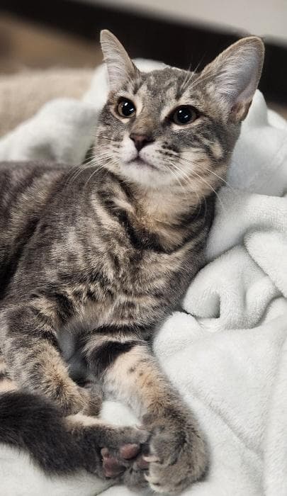 Kitten 27981(Peeta)