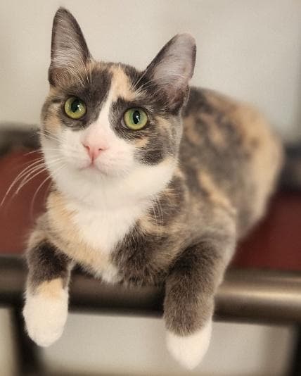 Cat 27723 (Cupcake)