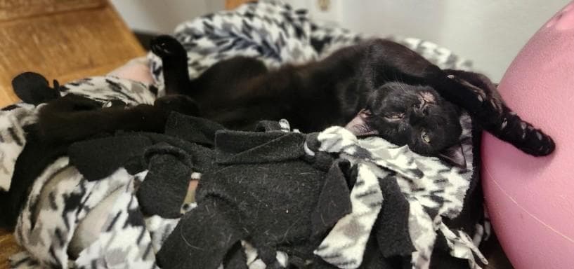Cat 27911 (Dot)