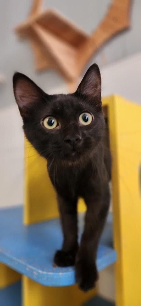 Cat 27717 (Misty)