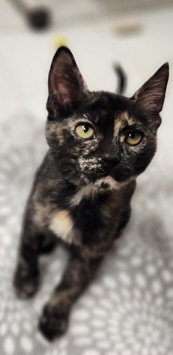 Kitten 28220 (Jillian)