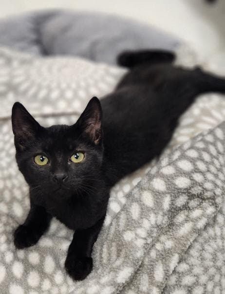Kitten 28218 (Jet)