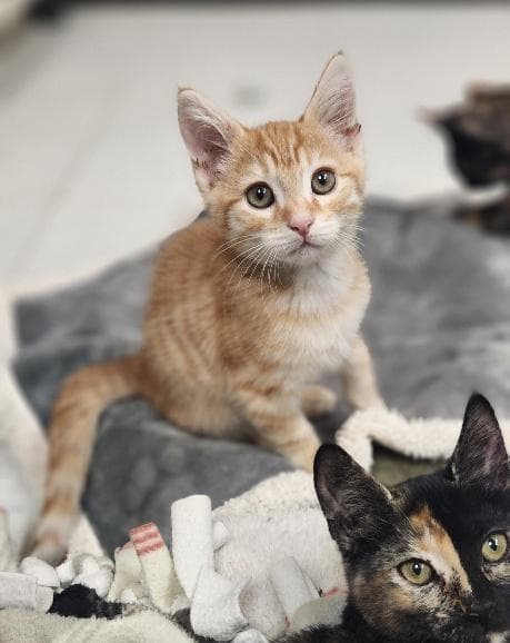 Kitten 28174 (McLovin)