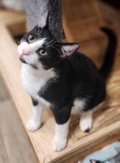 Cat 27854 (Croissant)