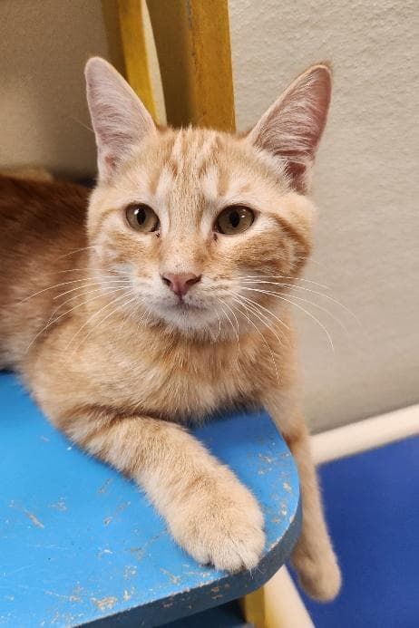 Kitten 28005 (Fitz)