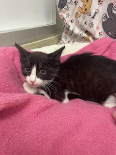 Zorro