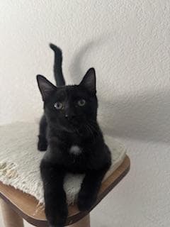 Banjo