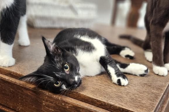 Cat 27855 (Oreo)