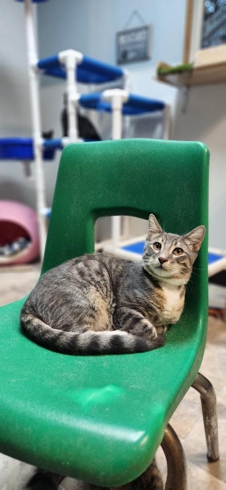 Kitten 27879 (Sven)