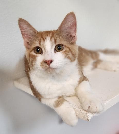Cat 27881 (Billy)