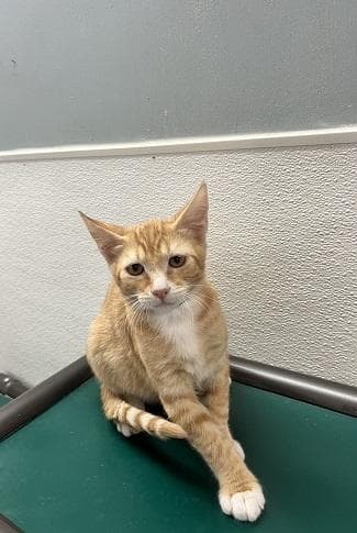 Kitten 27954 (Chuckie)